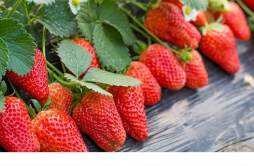 草莓能和豆浆一起吃吗 草莓不能和什么一起吃