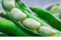 长期吃蚕豆的危害 大量吃蚕豆会影响月经吗