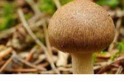 蘑菇有什么功效 蘑菇有什么营养价值