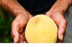黄桃和水蜜桃哪个好吃 吃水蜜桃拉肚子怎么办