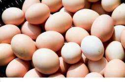 对鸡蛋过敏可以吃鸡肉吗 对鸡蛋过敏能吃鸡肉吗