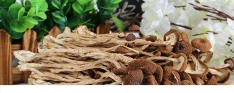 吃茶树菇有什么功效 茶树菇有什么营养