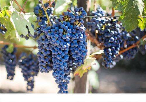 葡萄是什么季节的水果 吃葡萄要注意什么