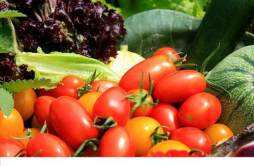 番茄生吃还是熟吃有营养 番茄适用哪些人群