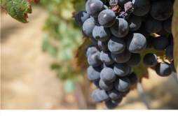 黑葡萄是什么品种 黑葡萄是黑加仑吗