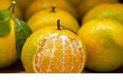 橘子和桔子的区别 橘子和柑子是一种水果吗