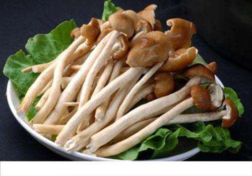 茶树菇和香菇能一起吃吗 香菇可以跟茶树菇一起吃吗