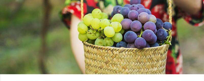新鲜葡萄怎么保鲜 葡萄怎么保存时间长