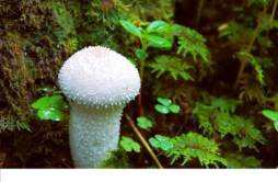 毒蘑菇怎么分辨 毒蘑菇其实很好分辨