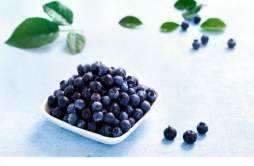新鲜蓝莓可以放多久 蓝莓怎么保存时间长点