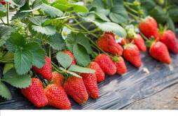 打药的草莓如何辨别 畸形草莓孕妇能吃吗