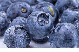 新鲜蓝莓怎么保存时间长 新鲜蓝莓可以放冰箱冷冻吗