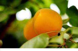 杏子什么季节成熟 杏子是在什么季节成熟