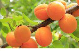 怎么挑选杏子 杏子怎么保存