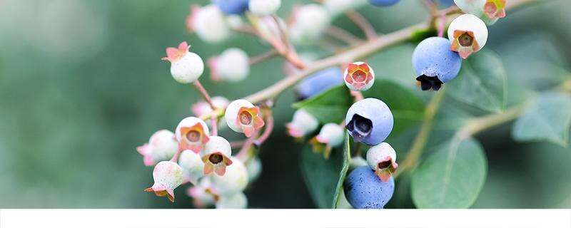 洗蓝莓为什么有些浮起来 蓝莓上面的白色是什么