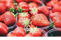 草莓为什么那么贵 草莓放冰箱好还是在外面好