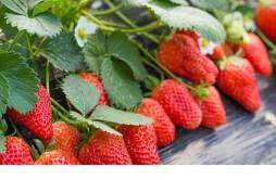 买来的草莓可以放几天 草莓有什么营养价值