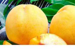 黄桃和水蜜桃哪个糖分高 黄金水蜜桃和黄桃一样吗