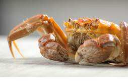 螃蟹与西瓜能同吃吗 螃蟹不能和什么一起吃