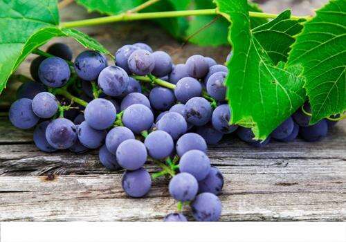 来月经可以吃葡萄吗 经期吃葡萄的好处