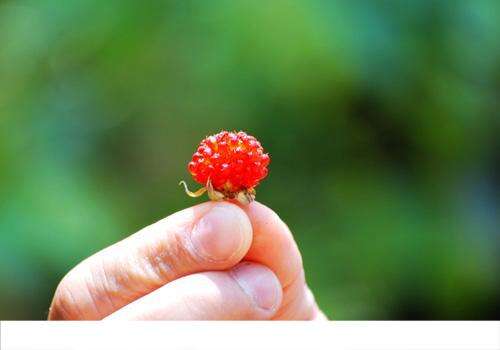 孕妇能吃野草莓吗 孕妇吃野草莓有什么好处