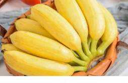 买回来的香蕉是青的怎么变熟 香蕉没熟透吃了会中毒吗