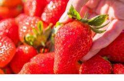 冬季草莓是催熟的吗 怎么判断草莓有没有打激素