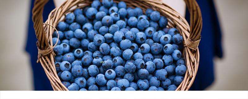 新鲜的蓝莓果如何吃 鲜蓝莓怎么吃好吃