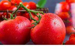 西红柿跟黄瓜哪个减肥最佳 西红柿减肥法有效吗