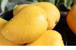 芒果的功效和作用 女人吃芒果的好处和坏处