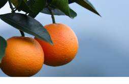 脐橙热量高吗 吃脐橙可以减肥吗