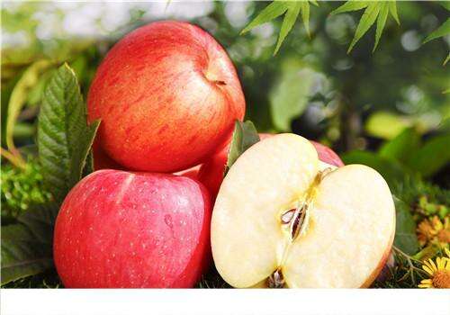 为什么霜降后的苹果更好吃 霜降后苹果还长吗