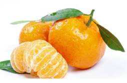 橘子和柿子能一起吃吗 橘子不能和什么一起吃