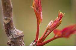 香椿芽的功效与作用 香椿芽的食用方式和注意事项