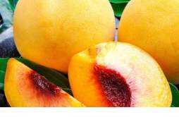 黄桃和水蜜桃味道有什么不一样 黄桃和水蜜桃哪个更有营养