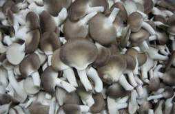 蘑菇可以减肥吗 减肥蘑菇的吃法