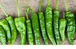 减肥期间可以吃青椒吗 青椒的热量高不高