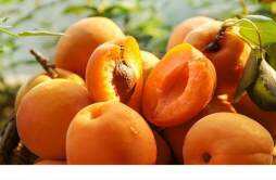 杏子的功效和作用是什么 杏子不熟怎么催熟