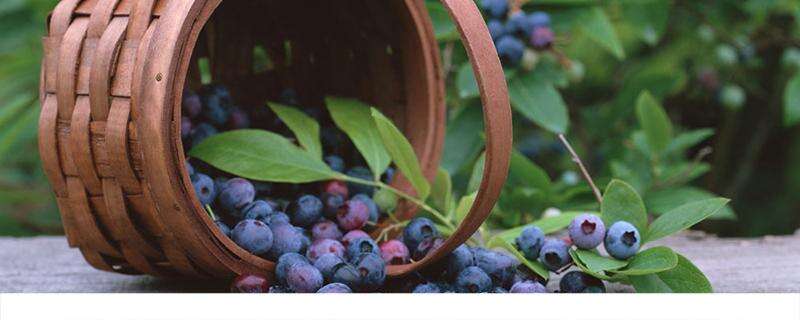 吃蓝莓会发胖吗 吃蓝莓可以减肥吗
