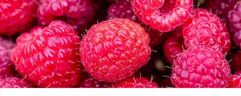 覆盆子和树莓是同一种水果吗 覆盆子一天吃多少最好