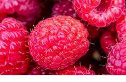 覆盆子和树莓是同一种水果吗 覆盆子一天吃多少最好