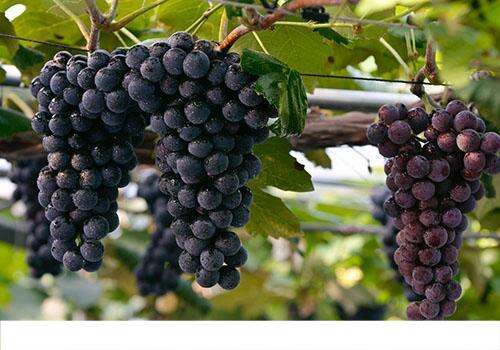 葡萄有什么营养成分 葡萄有什么功效和作用
