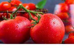 西红柿通便效果怎么样 西红柿生吃好还是熟吃好