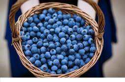 如何清洗蓝莓才最干净 蓝莓洗完后如何保存