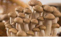 蘑菇表面为什么滑滑的 蘑菇表面滑滑的还能吃吗