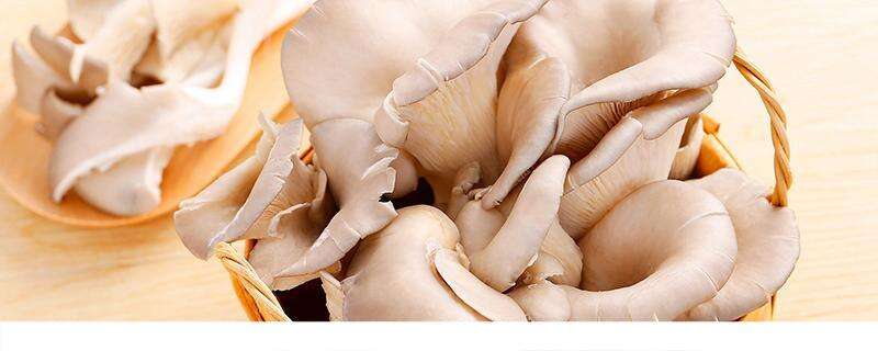 减肥期间可以吃蘑菇吗 吃什么蘑菇可以减肥