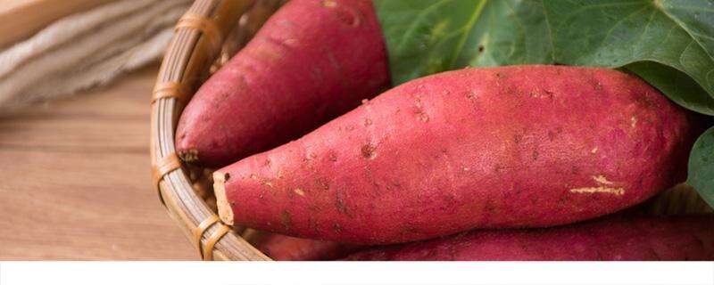 红薯家里放多长时间发芽 家里红薯发芽了怎么办
