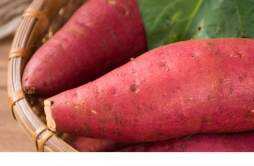 红薯家里放多长时间发芽 家里红薯发芽了怎么办