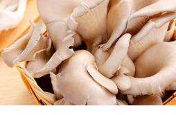 减肥可以吃蘑菇吗 吃什么蘑菇减肥效果好