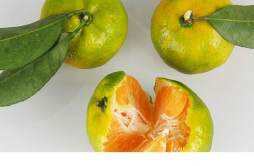 吃橘子牙酸怎么办 胃不舒服能吃橘子吗